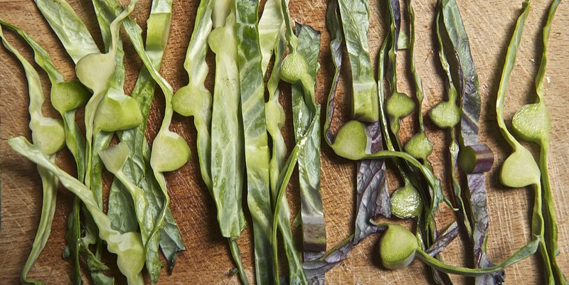 Cavolo Nero