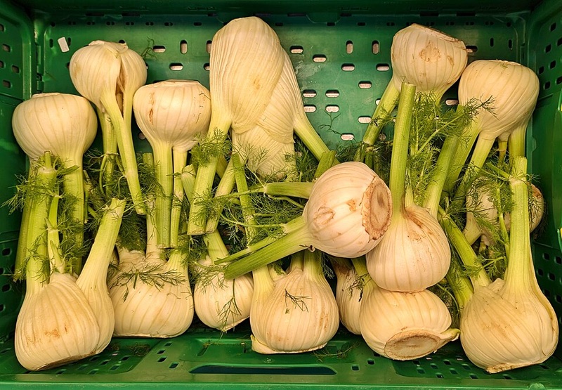 Florence Fennel