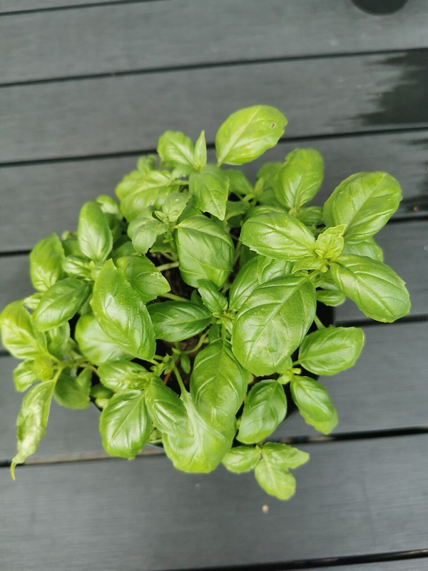 Living Basil Plant